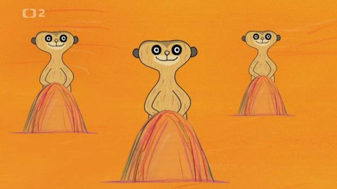 Tarbíci - Tarbíci a surikaty