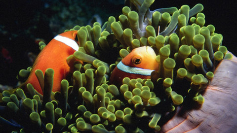 Svět vodní divočiny - 3/5 V líhních rybek Nemo