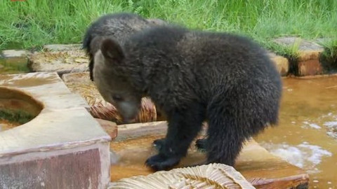 Méďové na cestách - 11/43 Chebsko