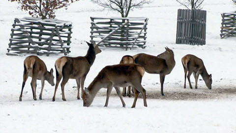 Zprávičky - 1. února 2013