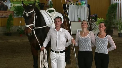 Jezdectví - Mezinárodní závody ve voltiži