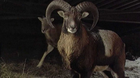 Archiv ČT24 - Zvířecí mazlíčci