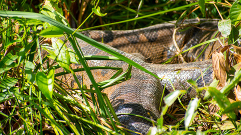 Giganti přírody - Anakondy