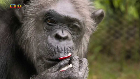 S Jakubem v Africe - 12/13 Opice