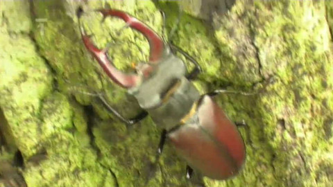 Živé srdce Evropy - Roháč obecný