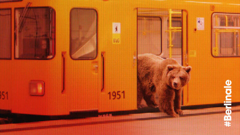 Mimořádné pořady ČT24 - Berlinále do finále