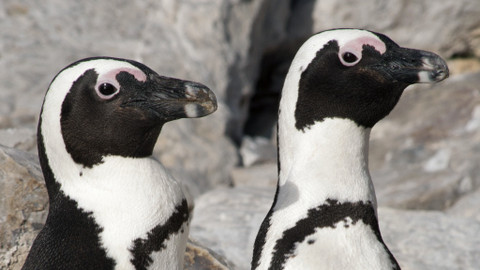Afrika - 4/5 Mys Dobré naděje