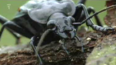 Živé srdce Evropy - Střevlík lužní