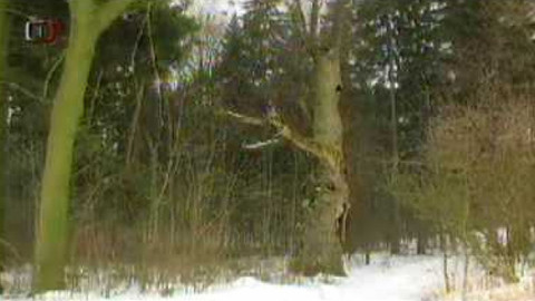 Živé srdce Evropy - Javor klen