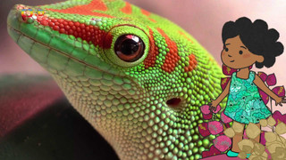 Velká kniha o zvířátkách II