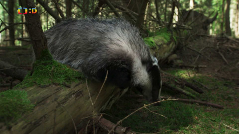 V divočině, tam to žije - Epizoda 24/40