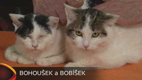 Chcete mě? - Chcete je?