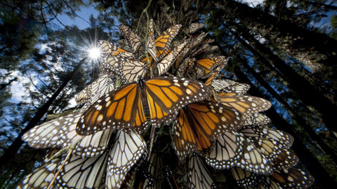 Podivuhodné přírodní úkazy - Epizoda 3/3
