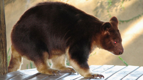 Obdivuhodný svět přírody - Klokan stromový