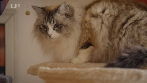 Kočka není pes - Vystresovaná Rozárka a bojácný Leon