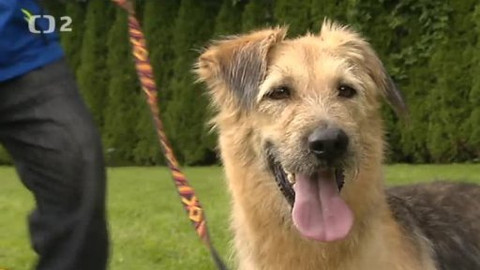 Chcete mě? - Chcete je?