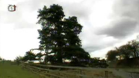 Živé srdce Evropy - Svídnická borovice