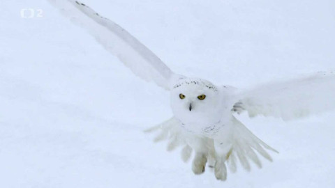 Evropa dnes - Sovice sněžní - majestátní lovkyně Arktidy