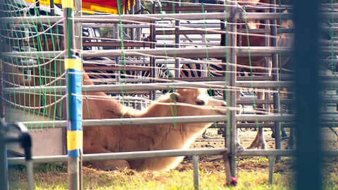 Nedej se! - Cirkusy bez zvířat