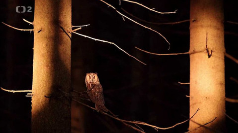 Minuty z Krkonoš - Dravci, sokoli a sovy v Krkonoších