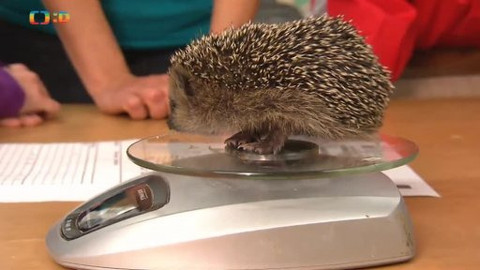 Náš zvěřinec - Za ježky a netopýry