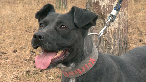 Chcete mě? - Chcete je?