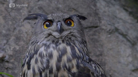 Minuty z přírody - Výr velký