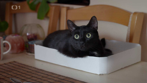 Kočka není pes - Vystresovaná Bella a nečistotná Mařenka