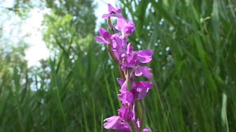 Živé srdce Evropy - Vstavač bahenní