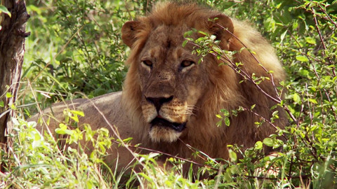 Africká abeceda - L – lev