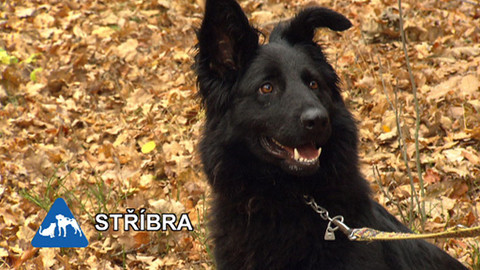 Chcete mě? - Chcete je?