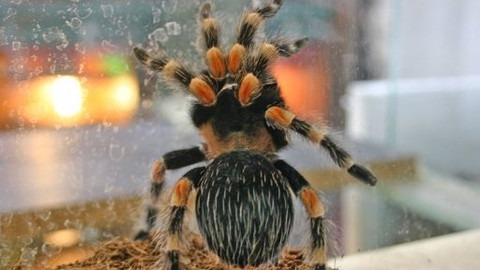 Mezi námi zvířaty - 28. března 2009