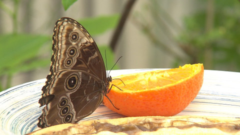 Chcete mě? - 26. června 2016