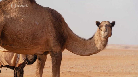 Rallye Dakar - Dakar za oponou