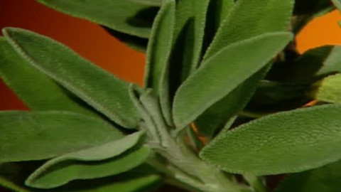 Pod pokličkou - I Saxana to věděla, šalvěj patří do těla