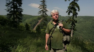 Návrat orla skalního