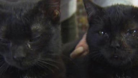 Chcete mě? - Chcete je?