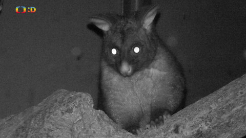 Terčin zvířecí svět - 10. října