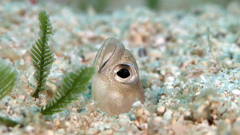 Objevování planety Oceán - 2/13 Neobyčejní obyvatelé zálivu