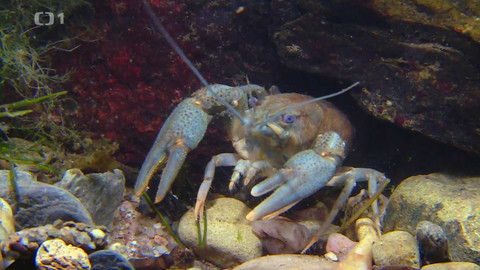 Máme rádi zvířata - 27. března 2023