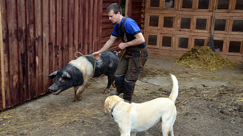 Malá farma - Prasečí orba