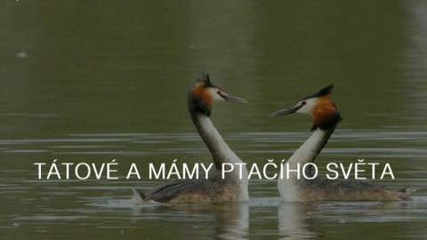 Tátové a mámy ptačího světa