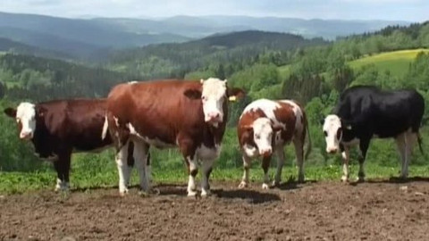 Tisíc let české myslivosti - 20. června 2008