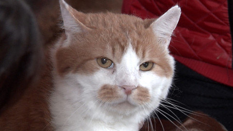 Chcete mě? - Chcete je?