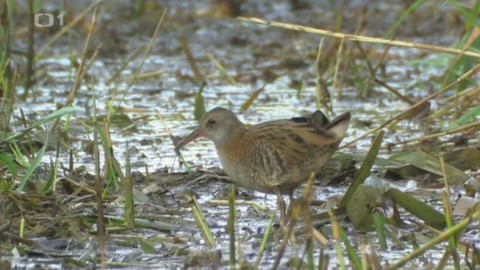 Živé srdce Evropy - Chřástal kropenatý