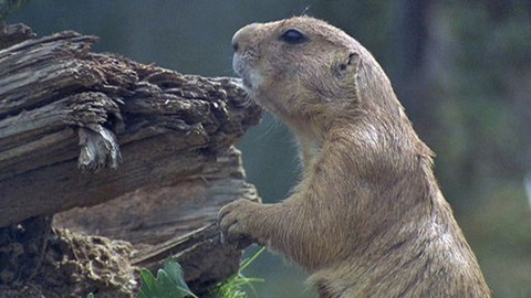 Tančící skály - 13/16 Člověk společenský