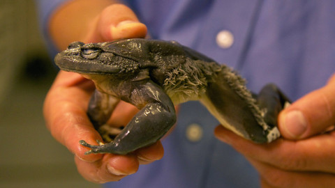 Podivuhodné přírodní úkazy - Epizoda 1/3