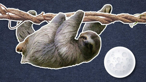 To je něco! - Proč jsou lenochodi tak pomalí?