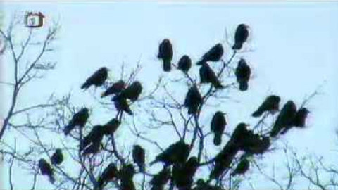 Živé srdce Evropy - Havran polní