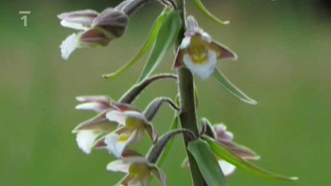 Živé srdce Evropy - Kruštík bahenní